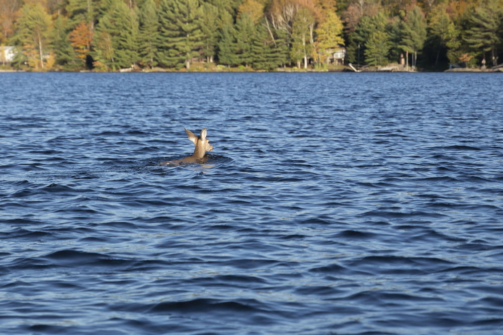 brown deer in body of water during daytime