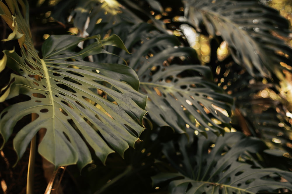closeup photo of green leaf plant