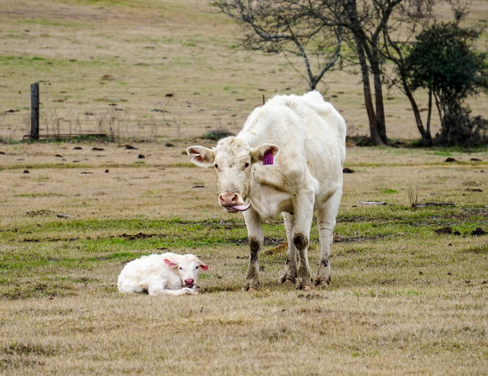 mucca bianca e vitello su erba verde