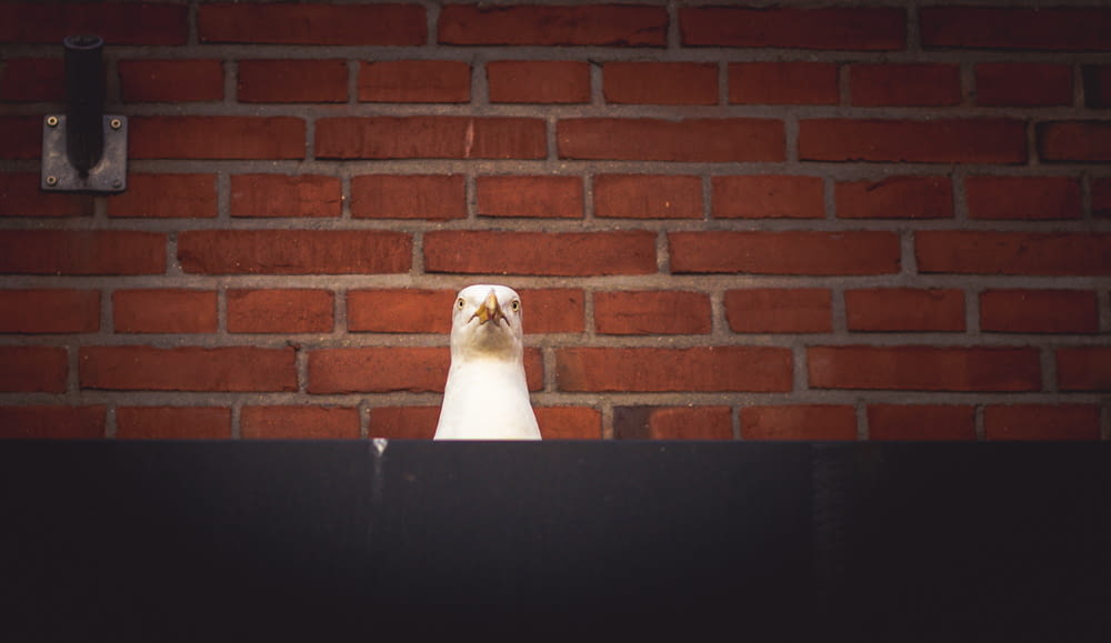 white bird near wall