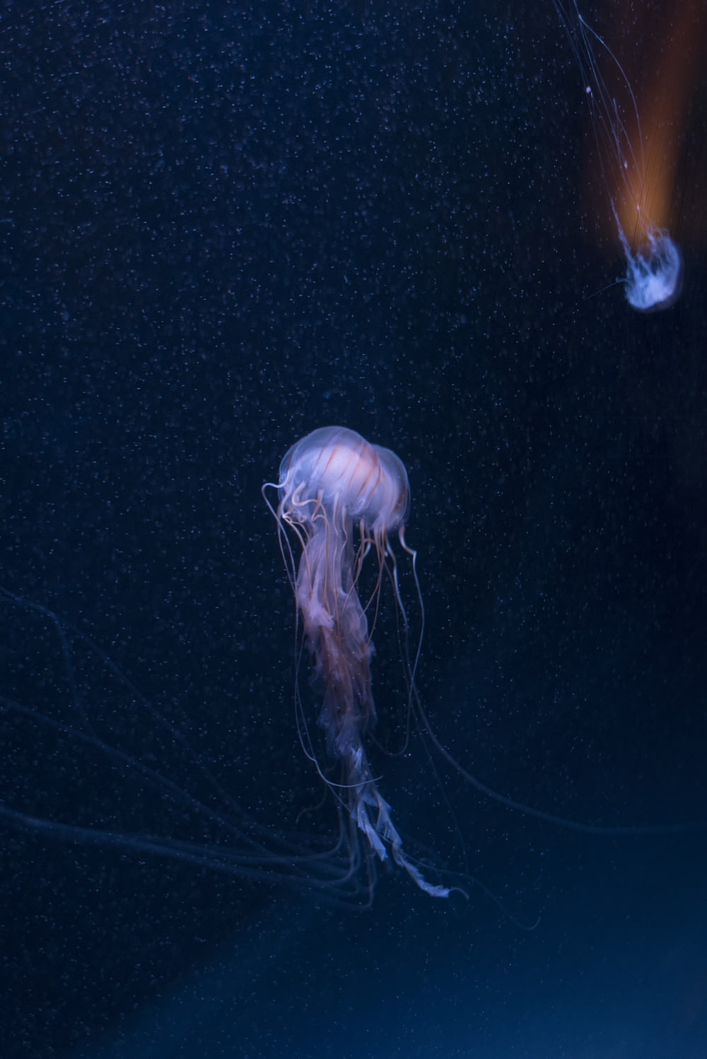 purple box jellyfish