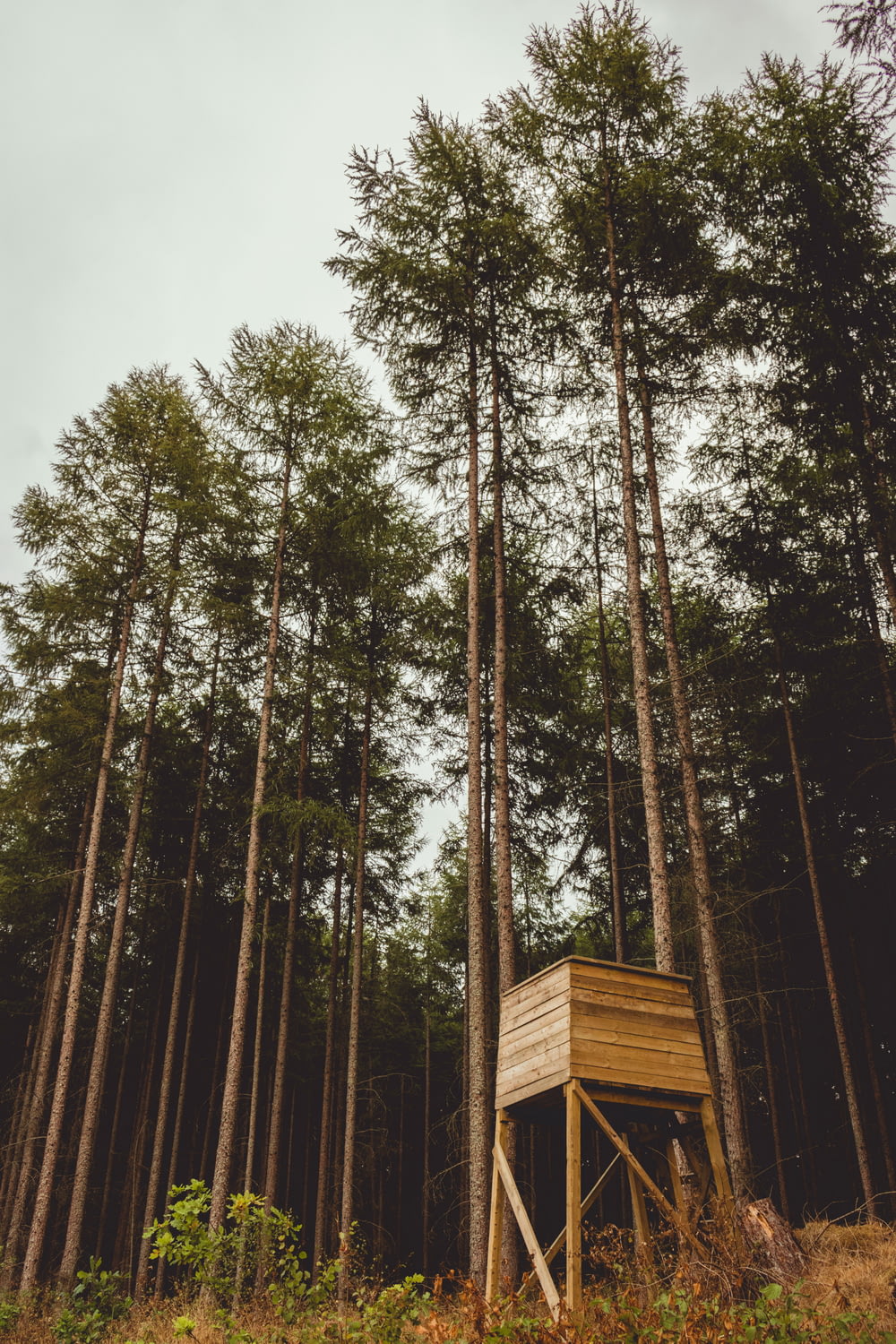 森の中の茶色の木造の望楼