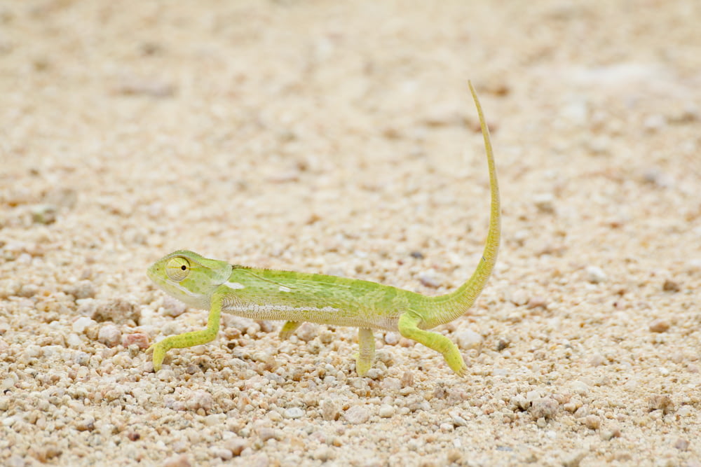 green reptile walking on soil
