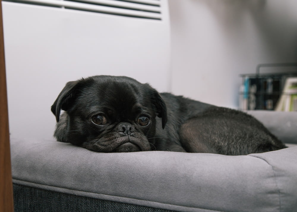 black pug puppy lying on gray bed