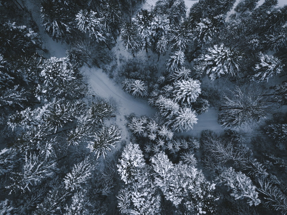 aerial photography on trees