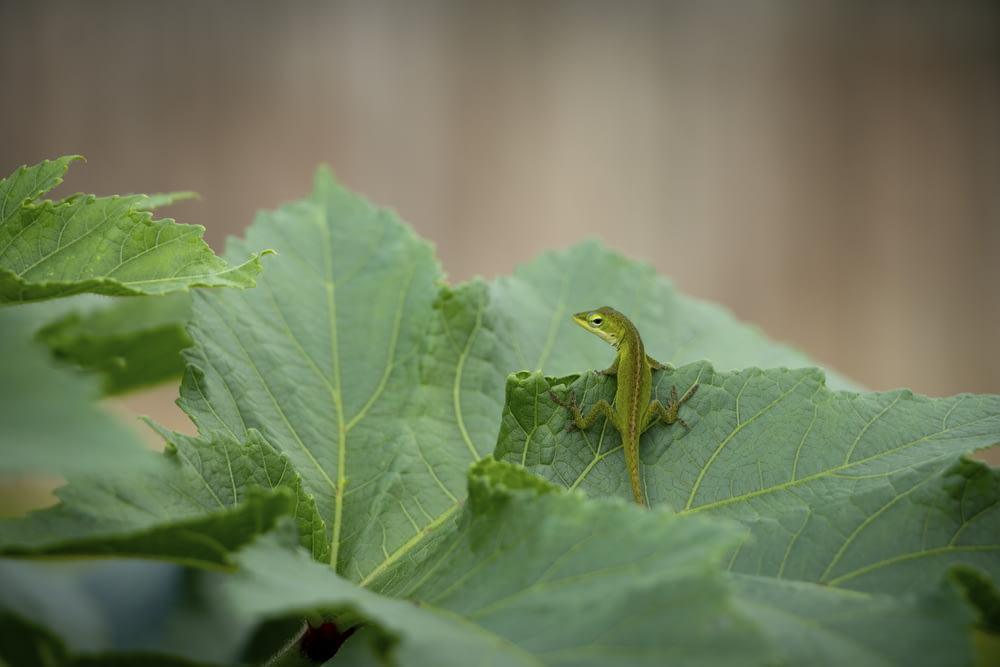 lizard on green leafed plants