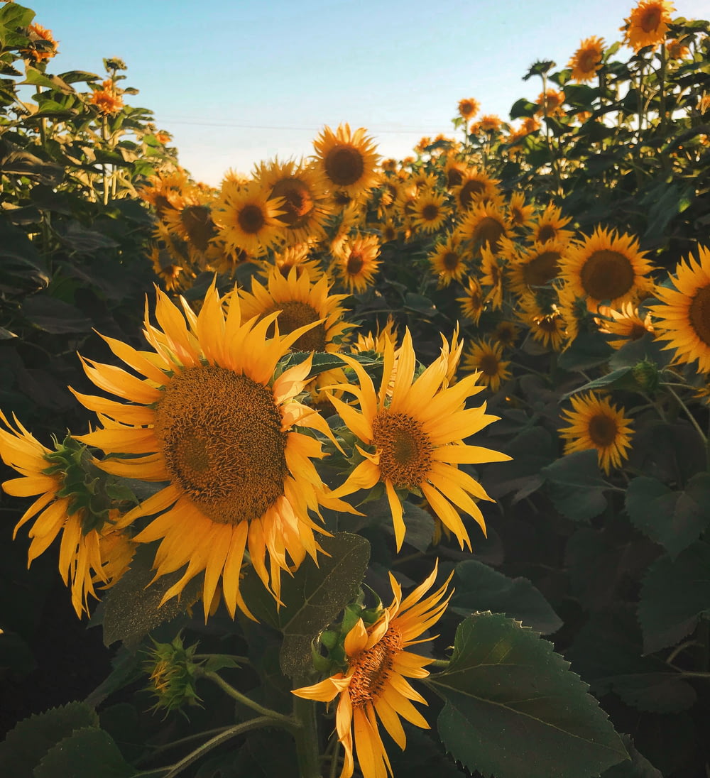 Nahaufnahme von Sonnenblumen