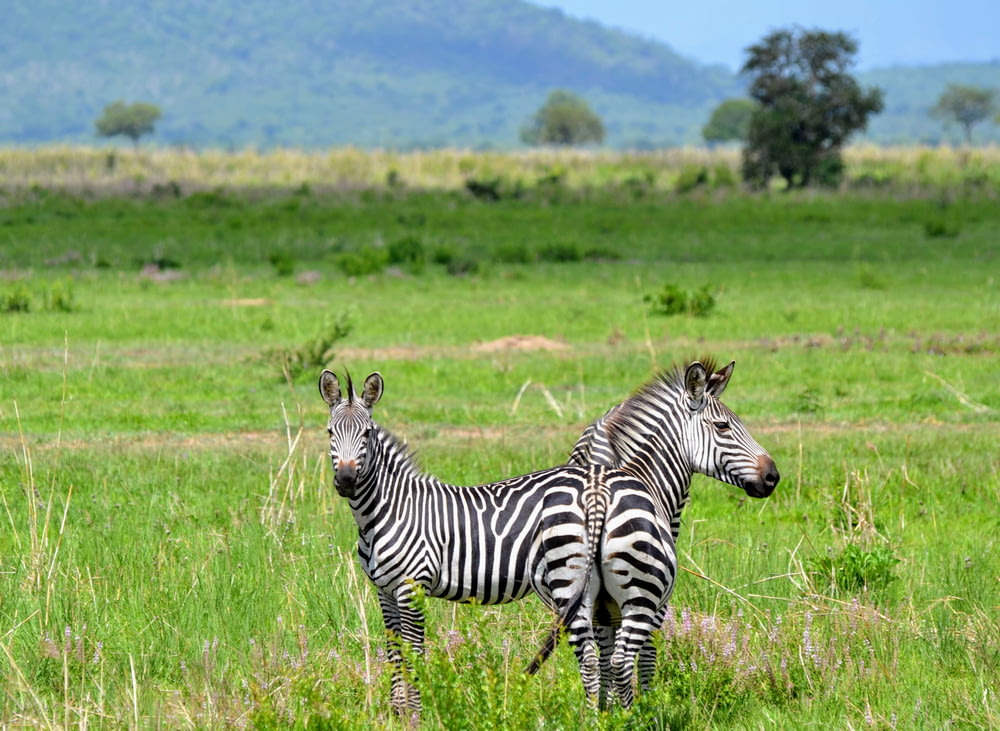two zebras on grass field