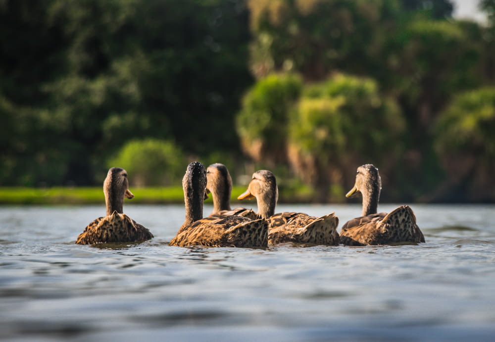 five brown mallard duck on body of water