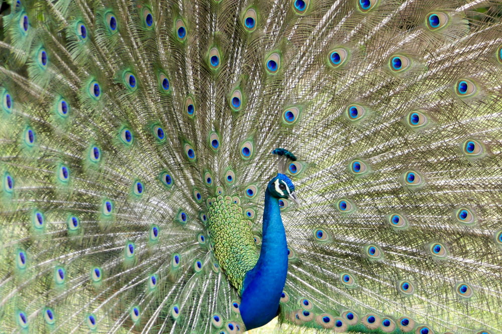 green and blue peacock