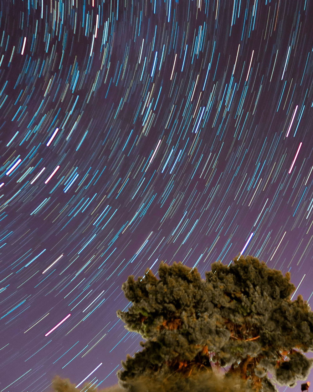 time-lapsed photography of tree under starry night