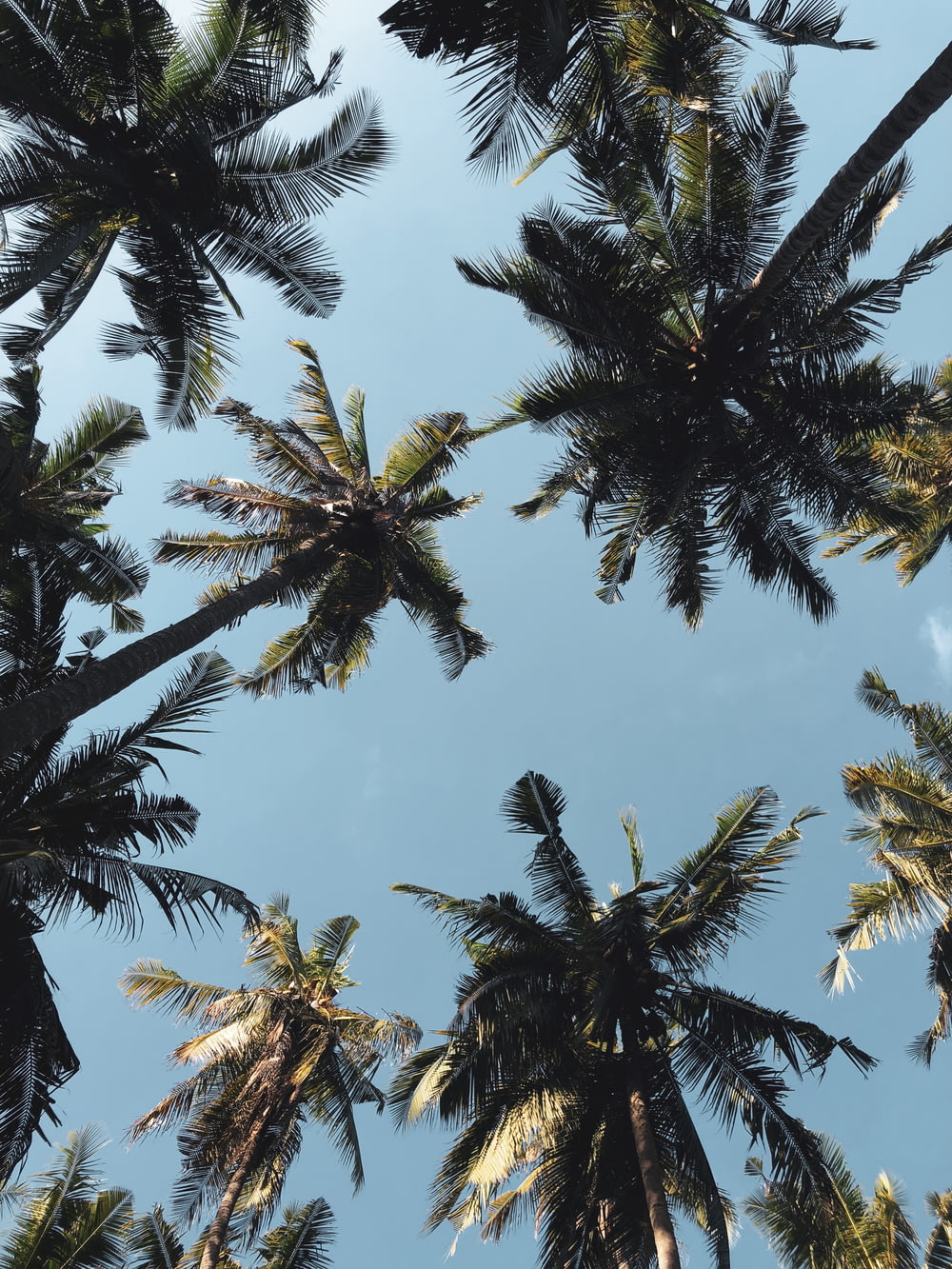 low angle photography of coconut trees