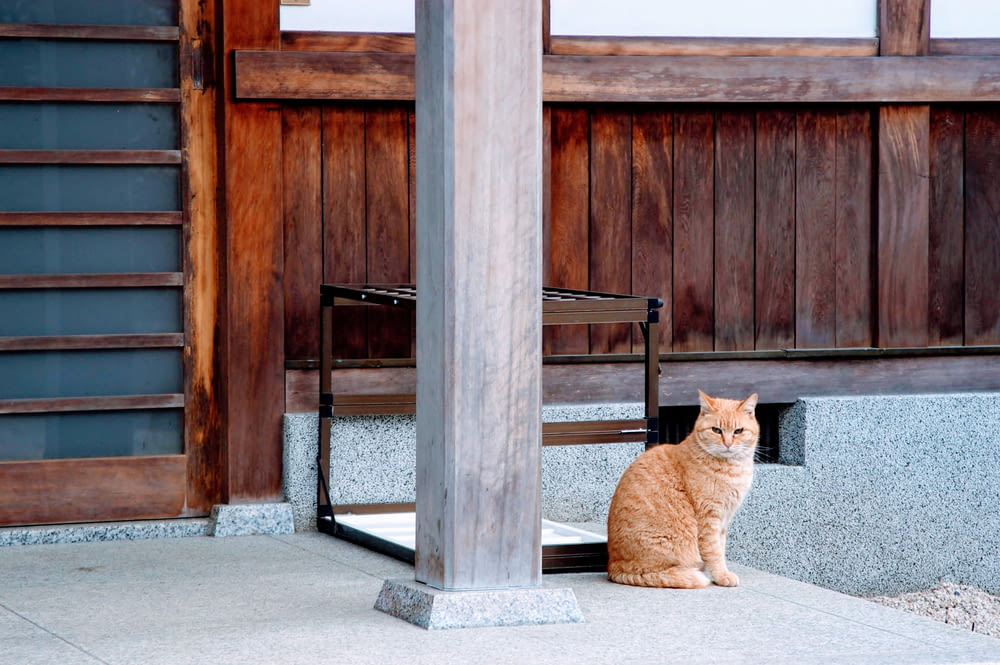 orange tabby cat sitting on pavement near psot