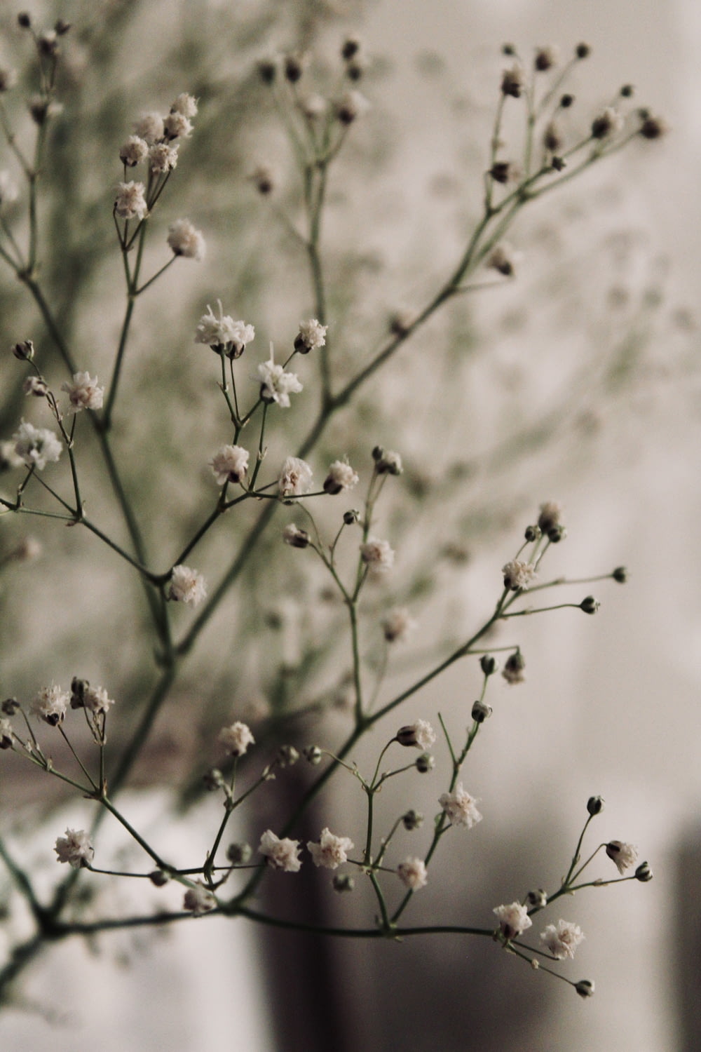 틸트 시프트 사진 흰색 꽃이 만발한 나무
