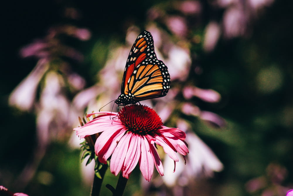 brown butterfly on pink flower