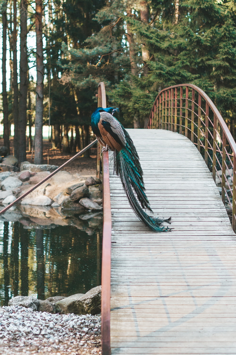 peacock perched on foot bridge