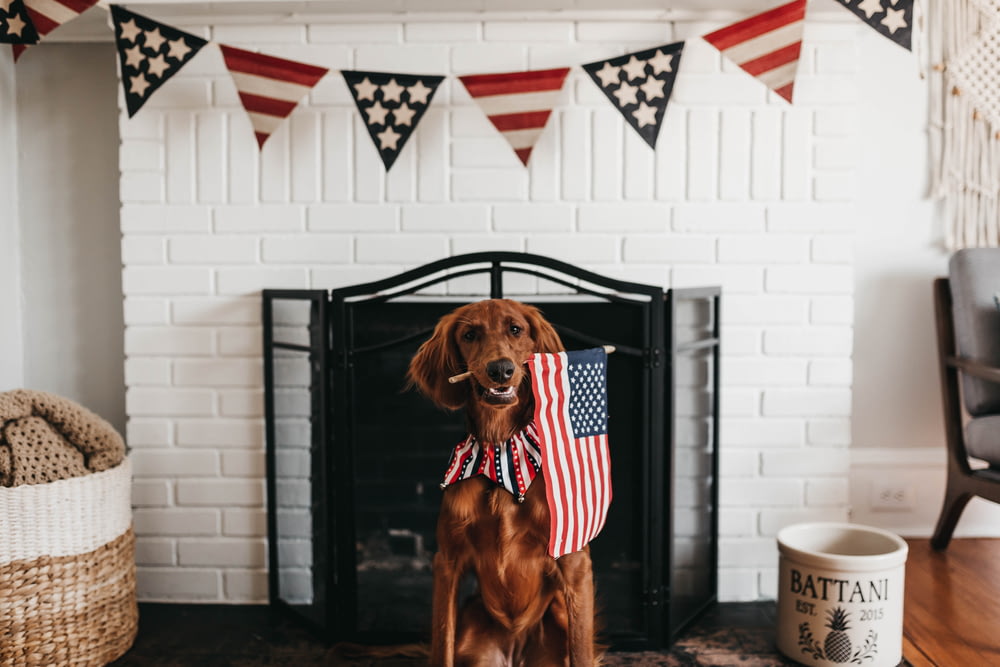 cão marrom de pelo curto mordendo a bandeira americana