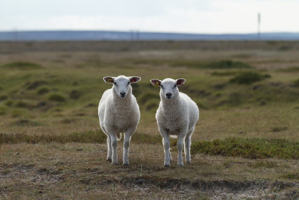 um casal de ovelhas em cima de um campo coberto de grama