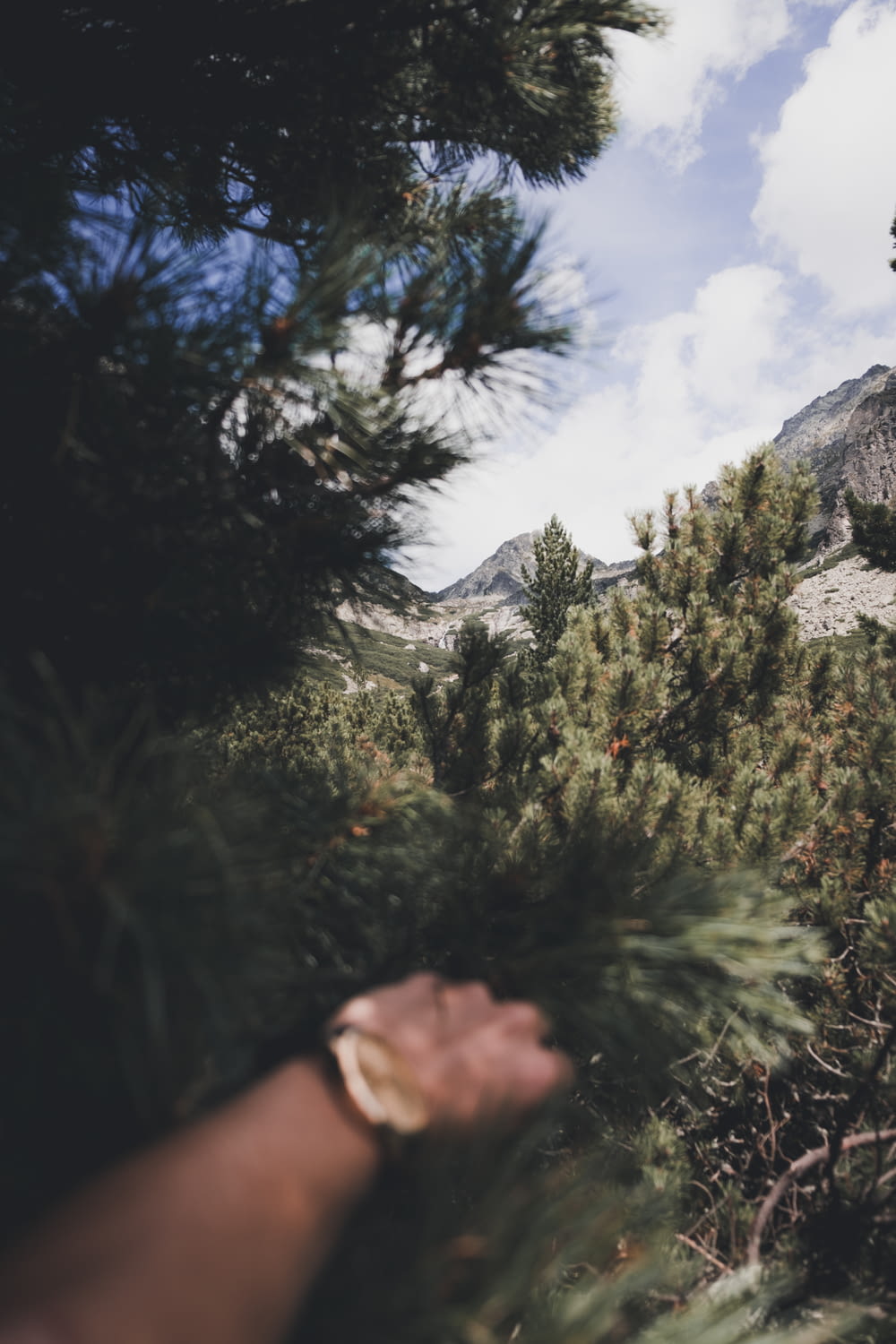 pessoa segurando palmeira perto dos alpes da montanha