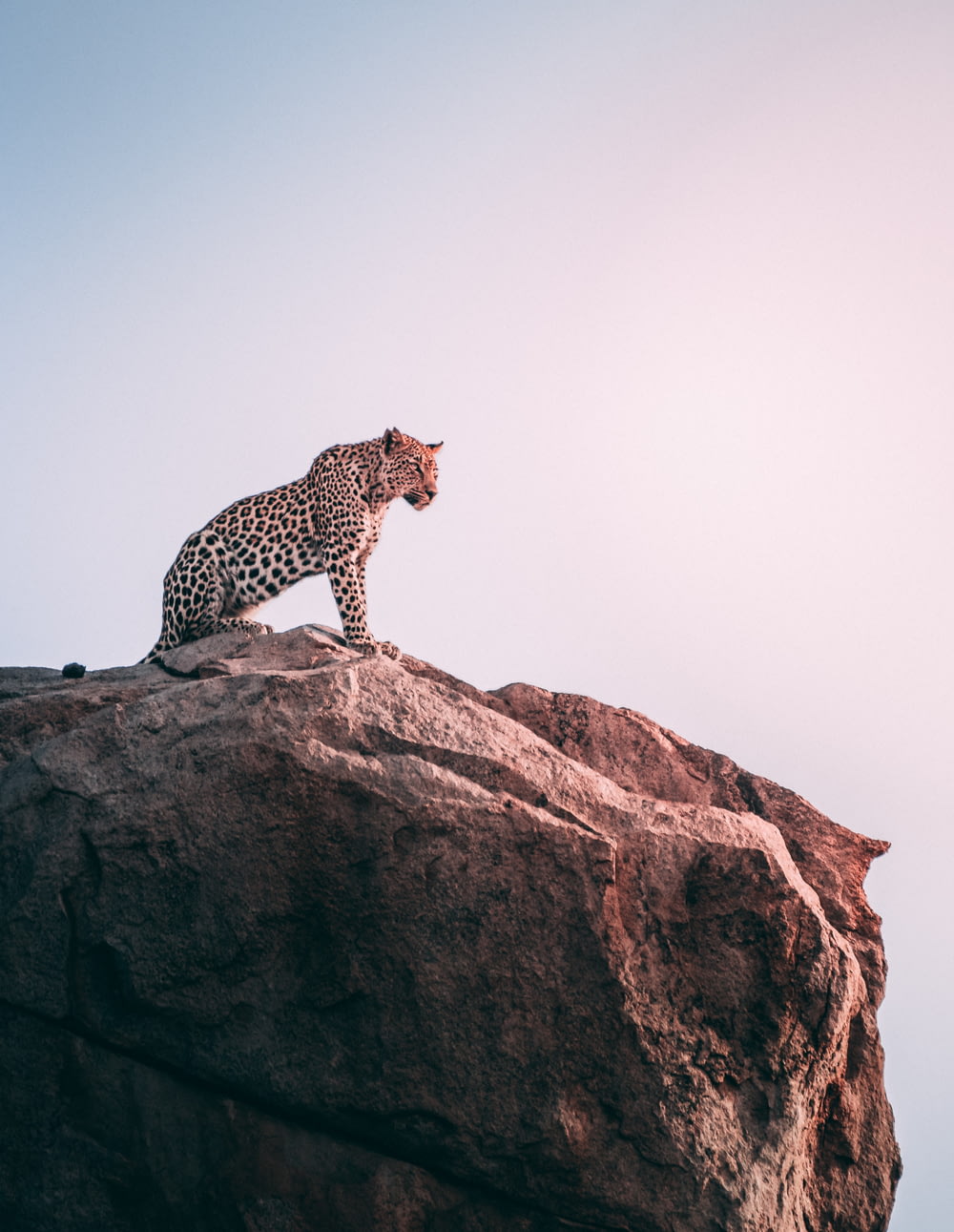 leopardo marrón en la cima de la roca gris