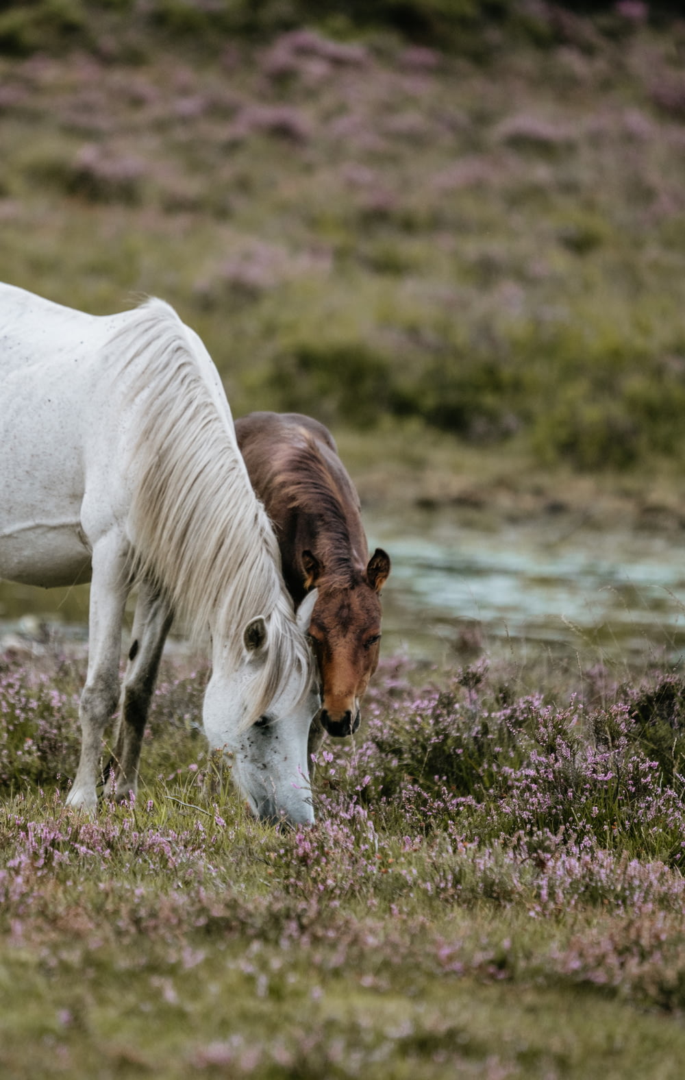 white horse standing near brown horse feeding on grass