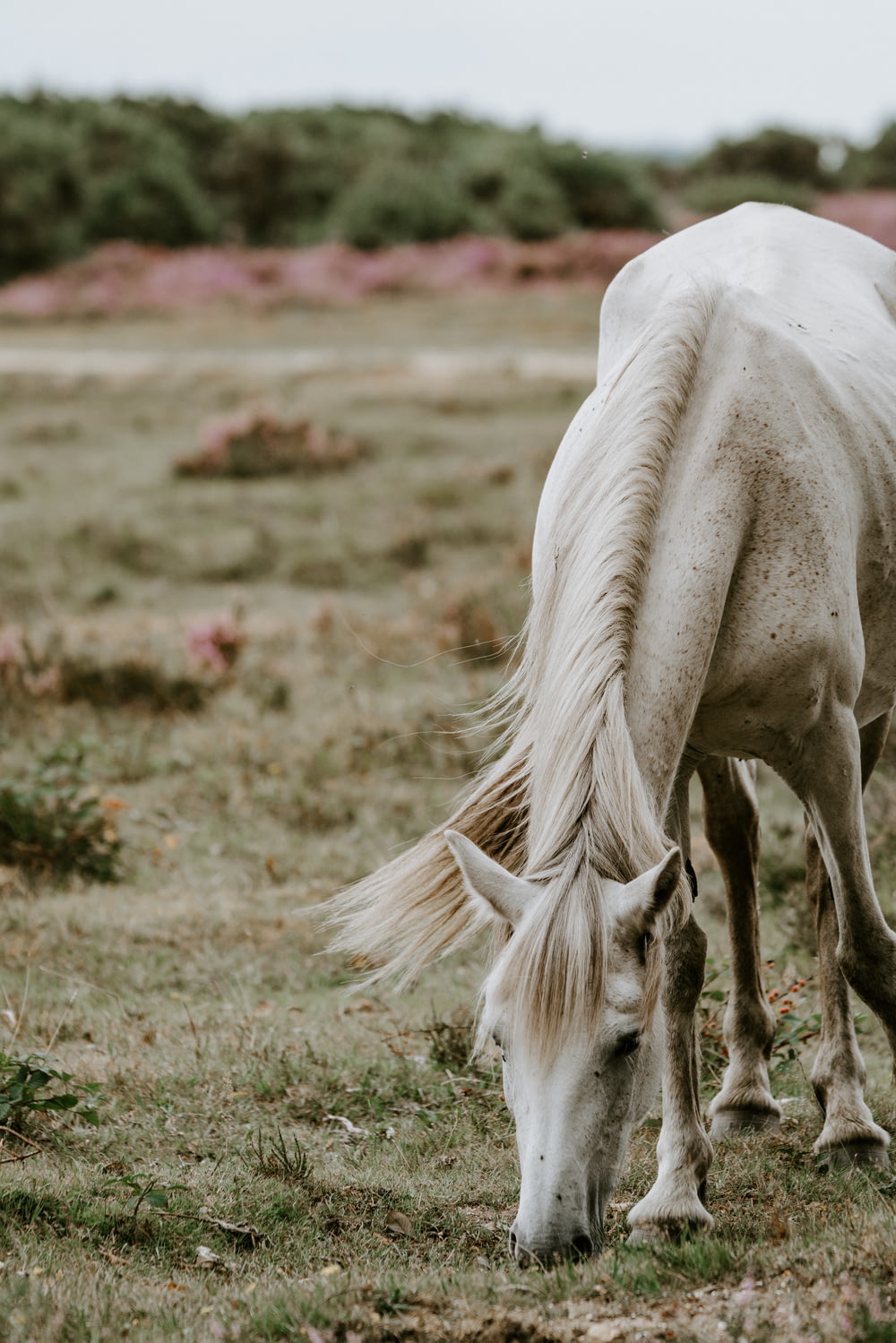cavallo bianco su campo di erba verde