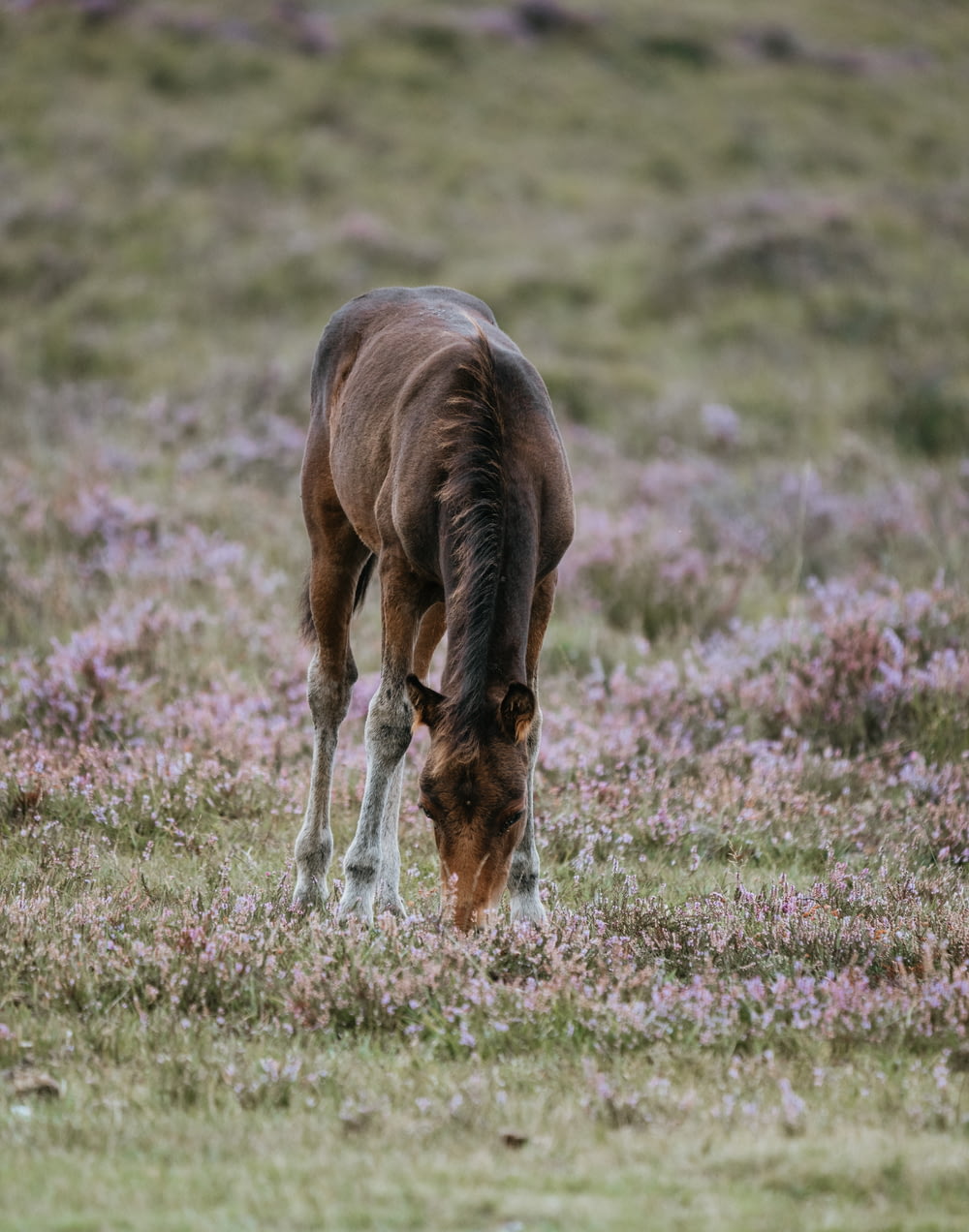 closeup photo of brown horse on grass