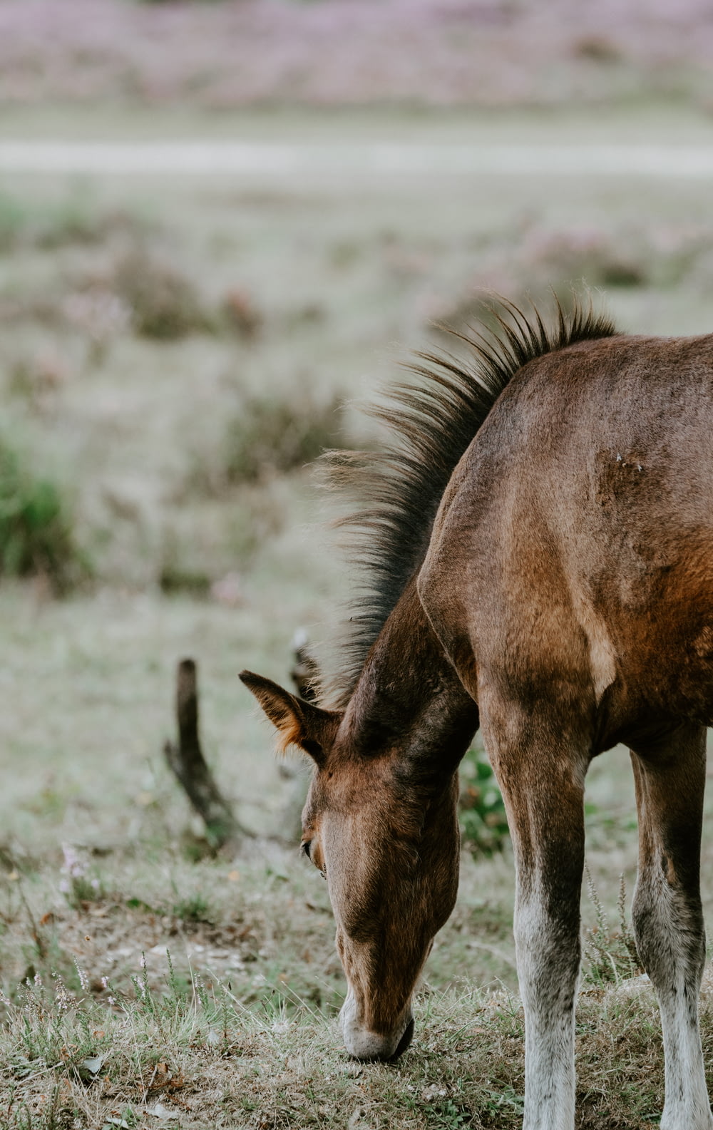 brown horse feeding on grass