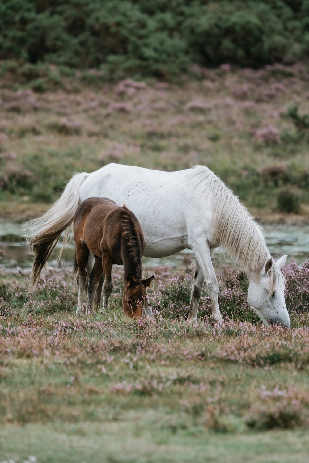 white horse and brown pony eating grass at daytime
