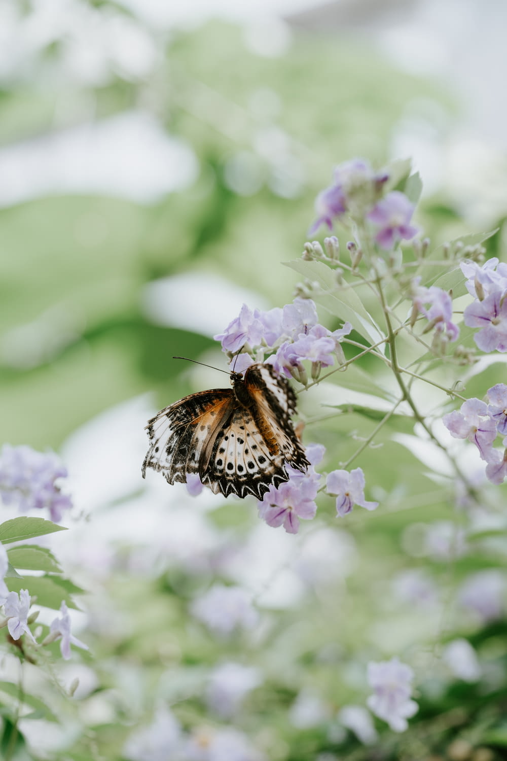 white and brown butterfly on purple petaled flowers