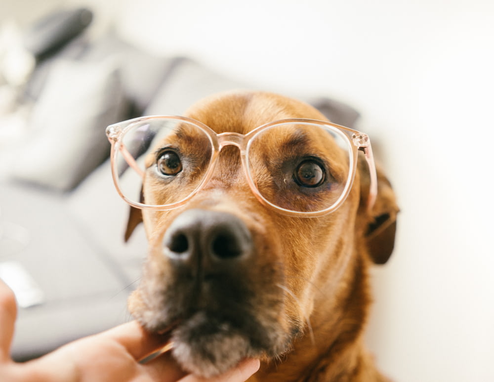 cão marrom de pelo curto usando óculos sendo tocado por humano no queixo