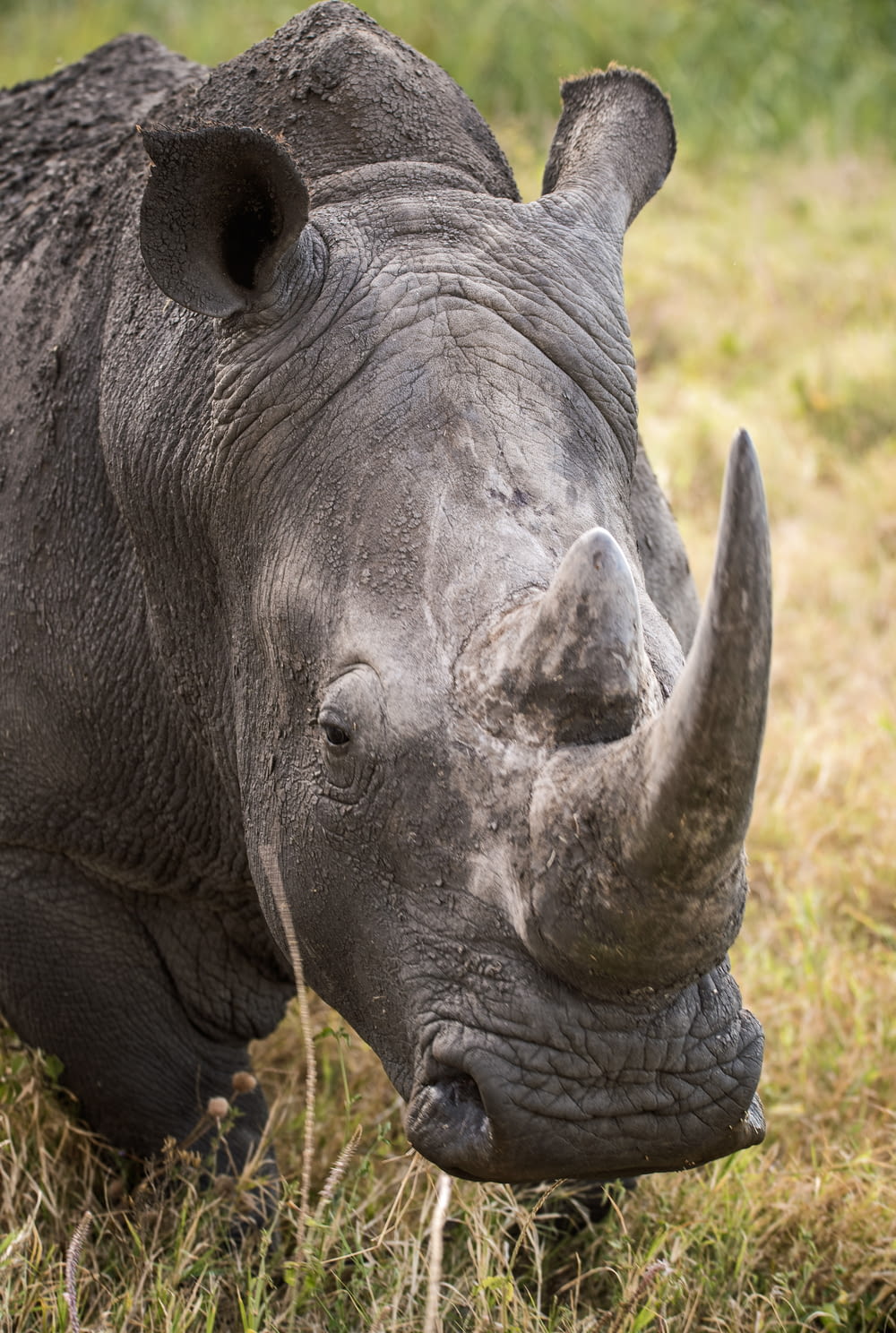 gros plan d’un rhinocéros gris sur l’herbe verte
