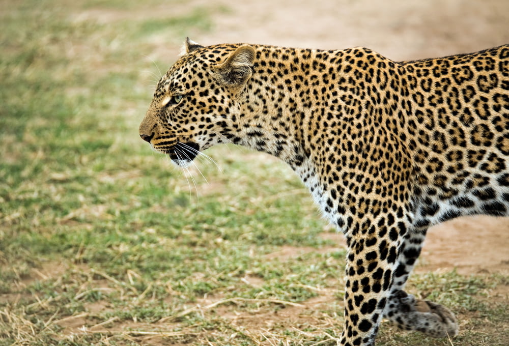 leopard walking outdoor