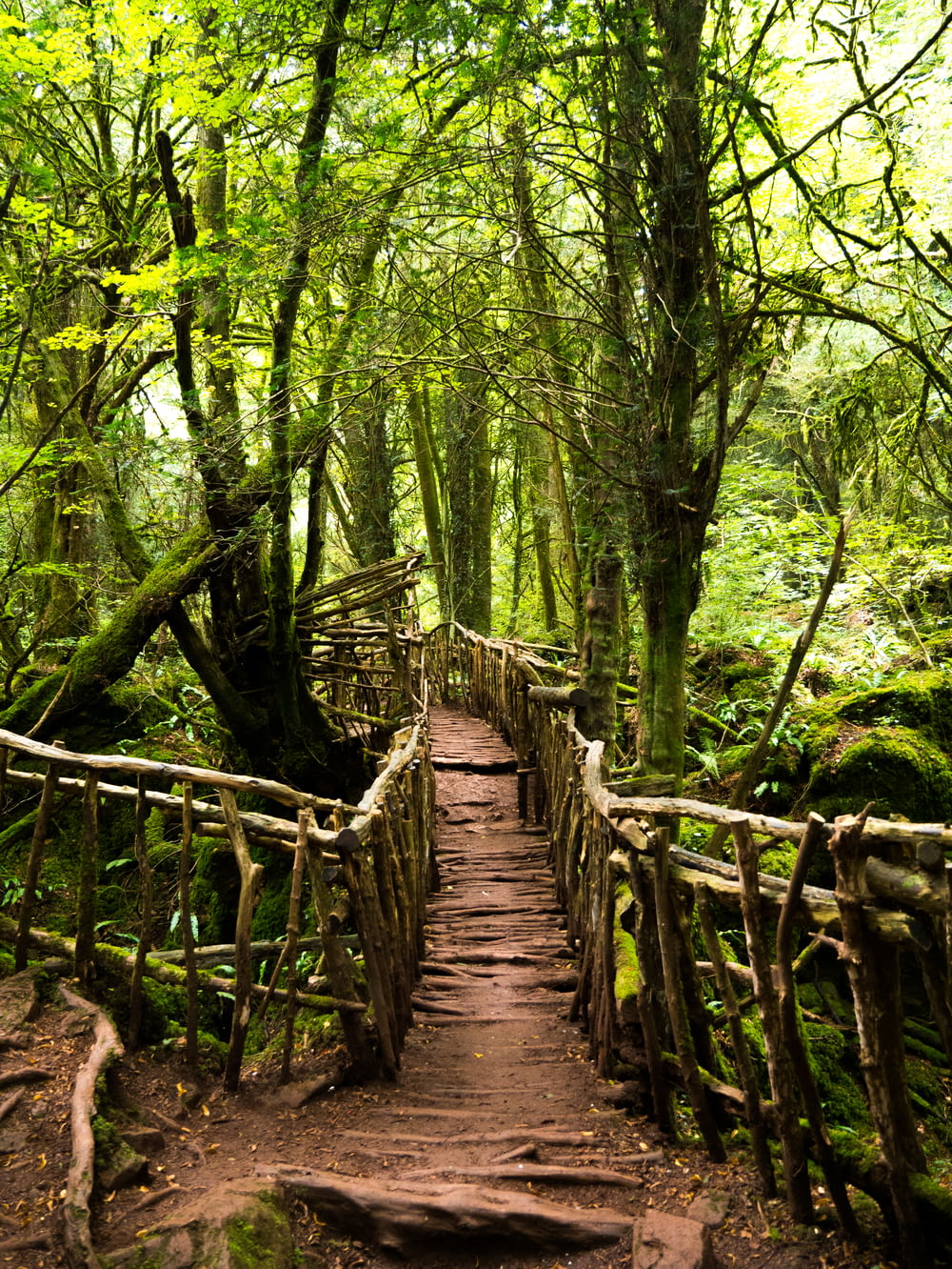photo of bridge between green trees