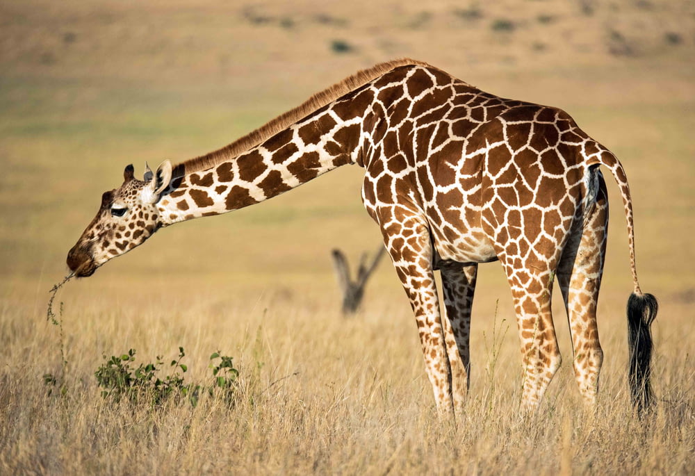 Giraffa marrone che mangia l'erba