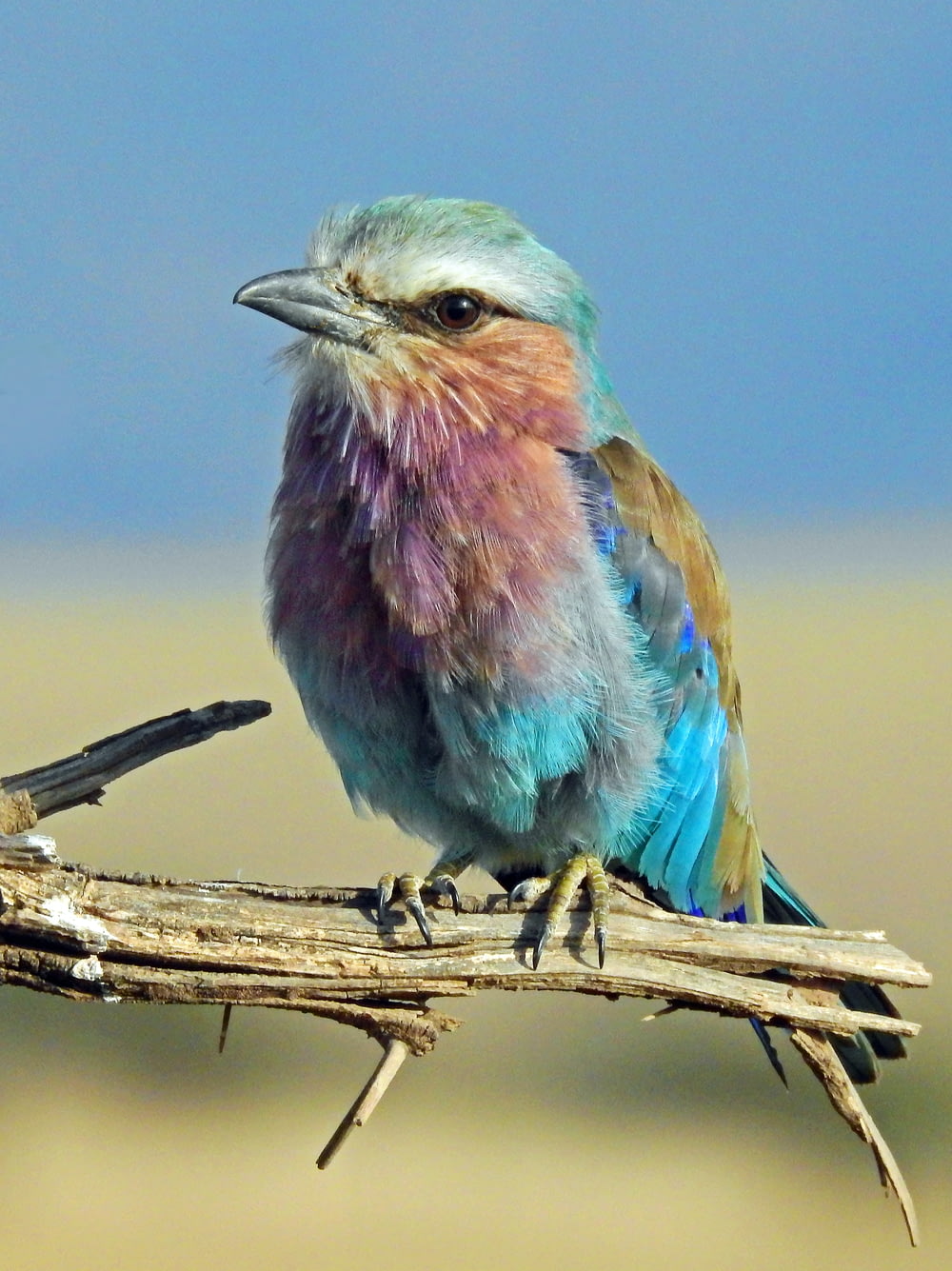 fotografia a fuoco superficiale di uccello multicolore