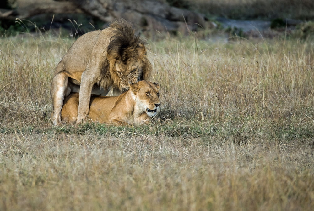 lion mating with lioness on field