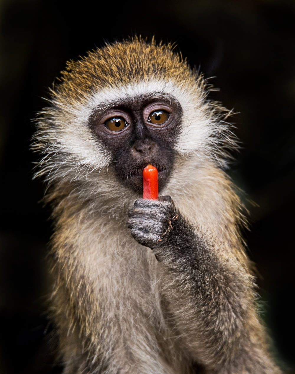 selective focus photography of brown monkey