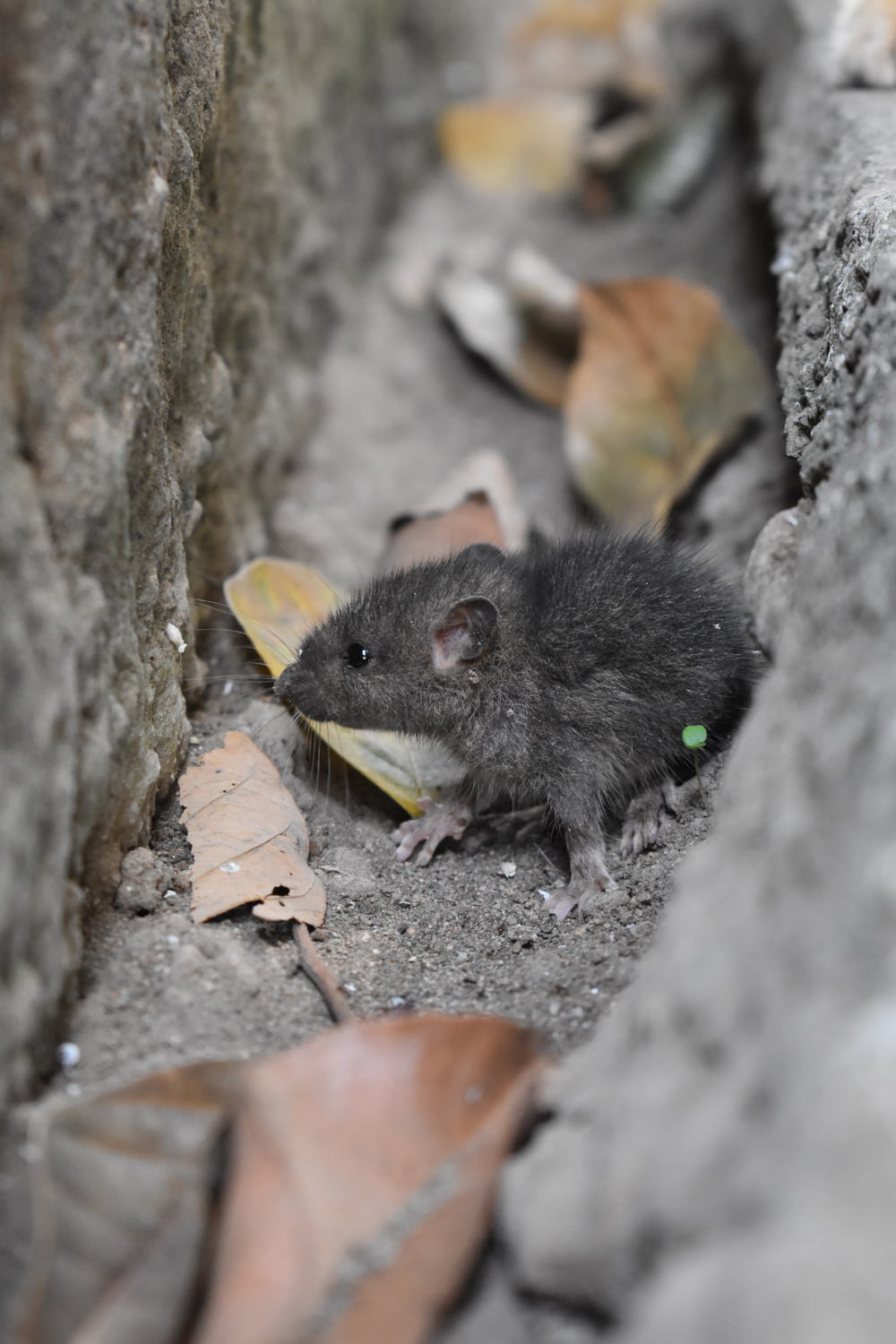 Schwarze Maus auf grauem Betonpflaster