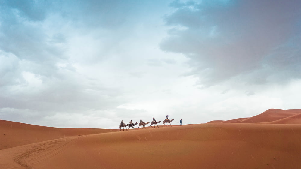 cinco camelos andando na areia durante o dia