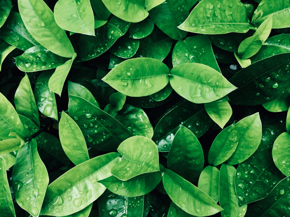 fotografia di piante a foglia verde