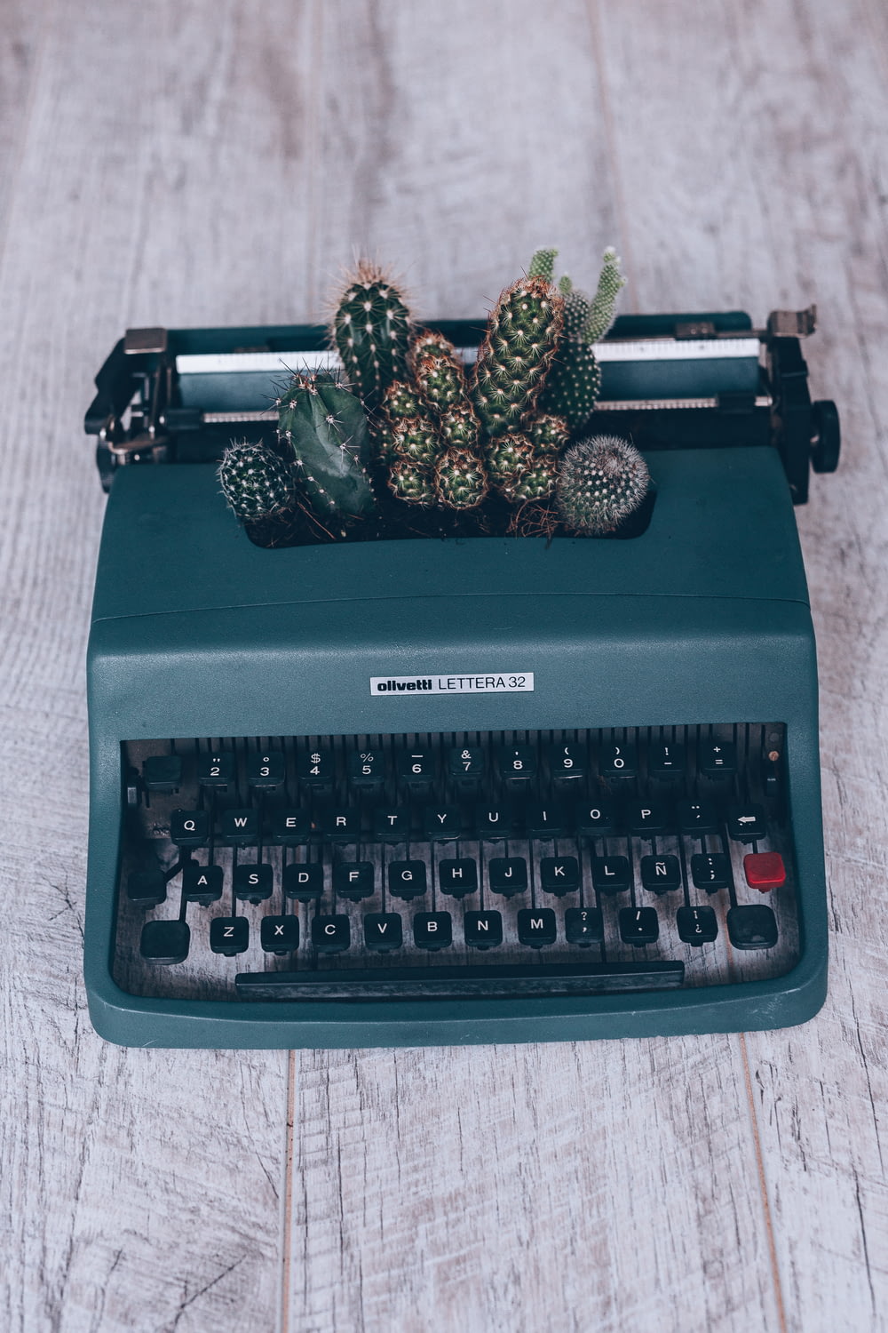 black and green Olympia typewriter and green cactus plant