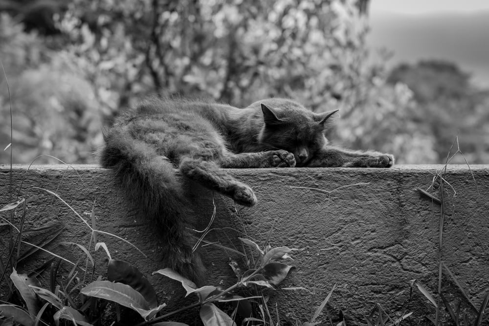 grayscale photo of cat animal on concrete wall