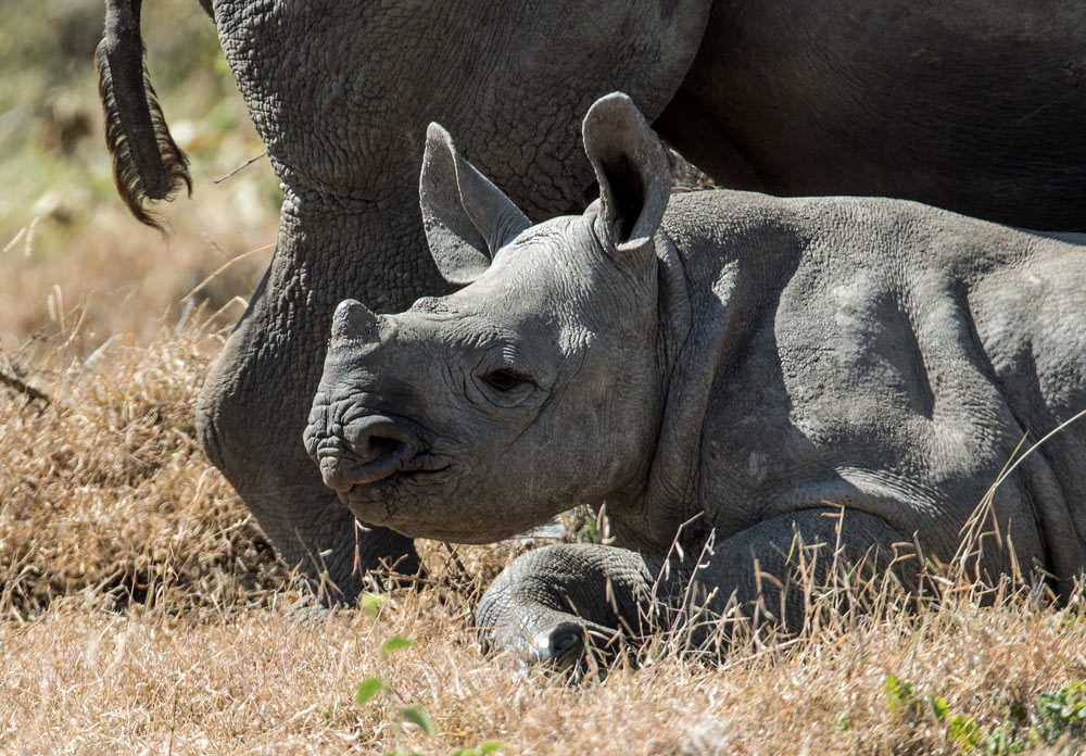 bébé rhinocéros gris