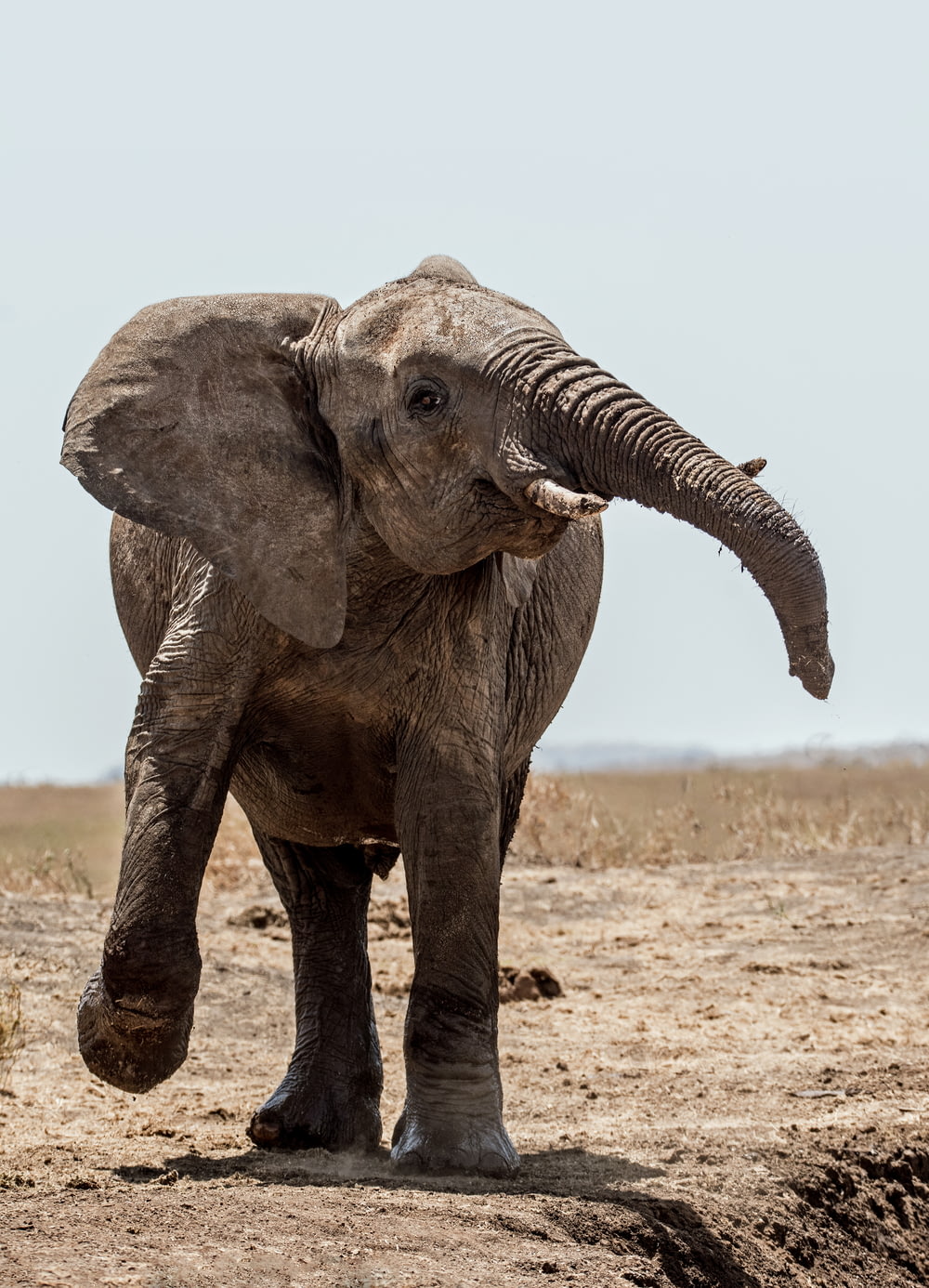 elefante che cammina sul suolo