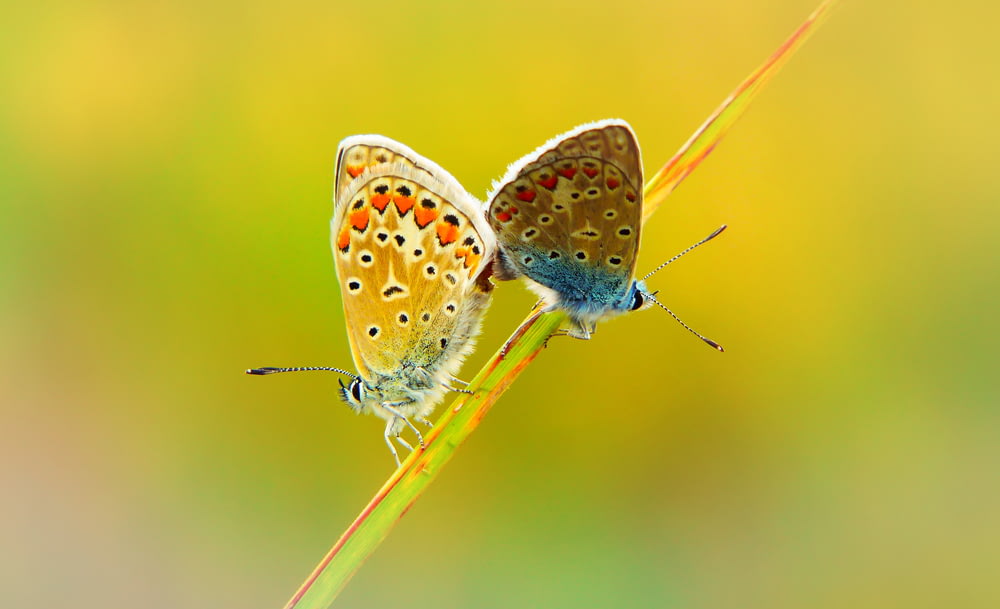 female and male butterflies