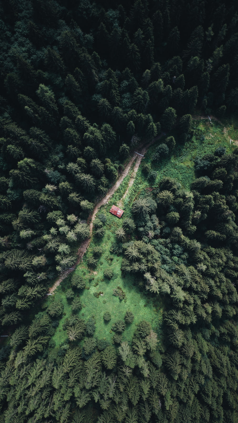 Foto aérea del bosque