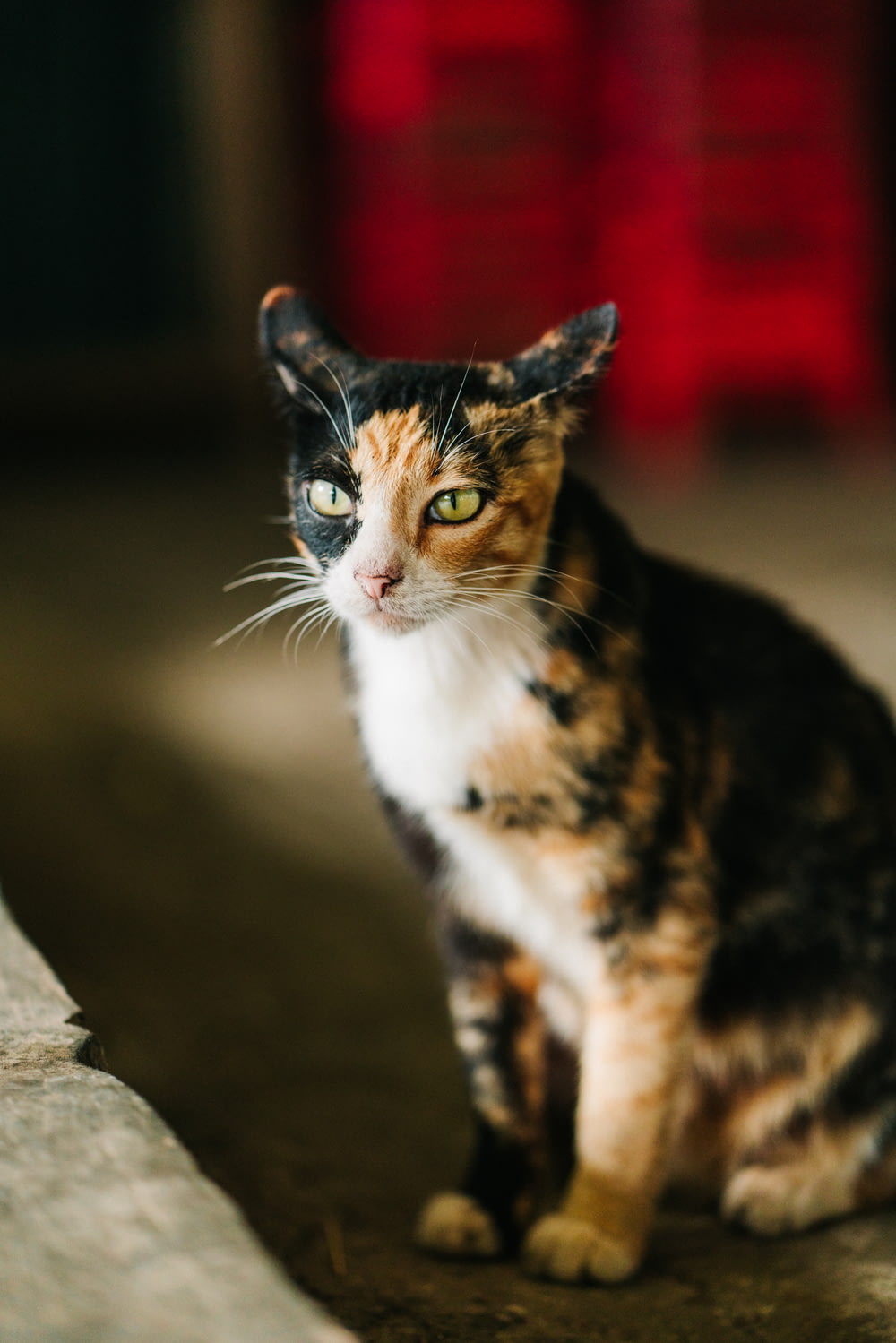closeup photo of calico cat