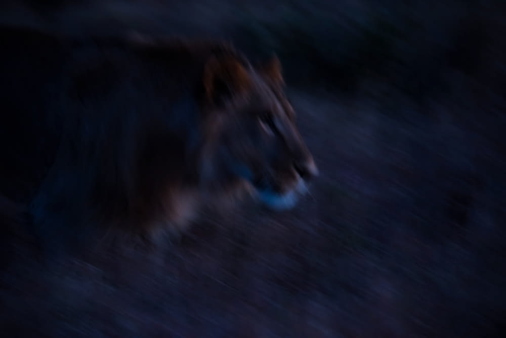 foto ravvicinata di un leone