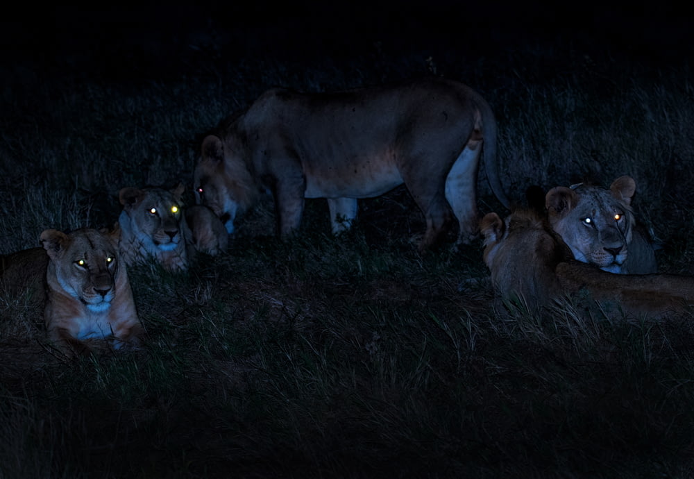 troupeau de lionnes brunes